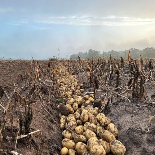 Alsum Farms Kicks Off Annual Wisconsin Potato Harvest