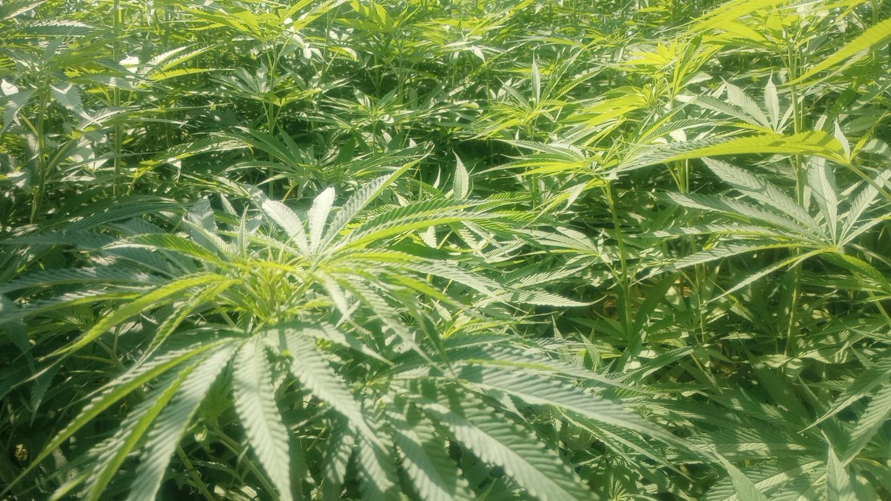 The Future Of Hemp In Wisconsin Is Unclear