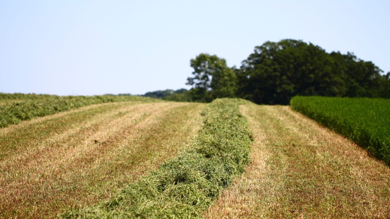 Game-Changer for Alfalfa: USDA Approves First-Ever Revenue Protection