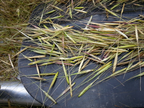 DNR Forecasts An Increased Wild Rice Crop