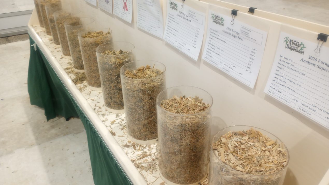 Wisconsin Scores Well In 2026 Forage Analysis Super Bowl