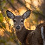 DNR Warns Against Baiting & Feeding Deer