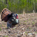 Public Input Wanted: Draft Turkey Management Plan
