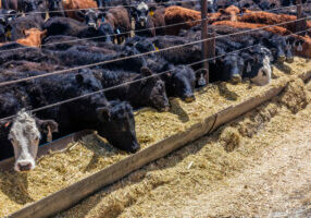 Cattle Eating Hay - cattle placement- feed lot